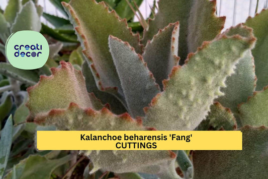 1 Kalanchoe Beharensis 'Fang' Cutting | Unrooted Succulent Starter | Fuzzy Silver Leaves with Toothlike Underside | Rare Variety