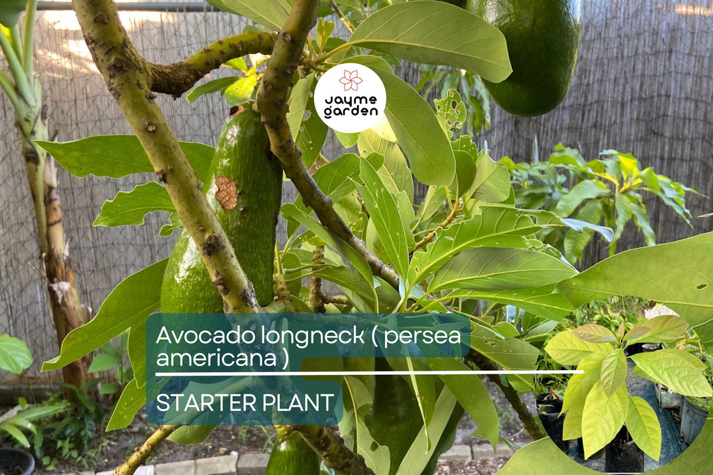 1 Avocado Longneck Tree - Live Tropical Fruit Seedling 1’-2’ Tall | Year-Round Fruit | Easy Care for Gardens
