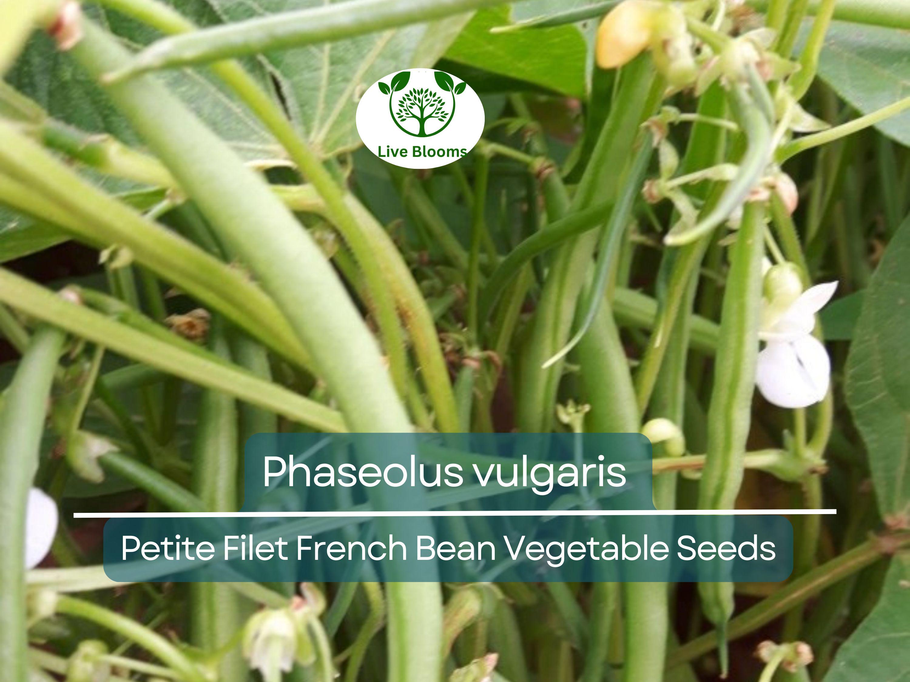 10 Seeds Petite Filet French Bean - Phaseolus vulgaris | Tender, Crisp Beans for Planting, Gardening & Culinary Delights