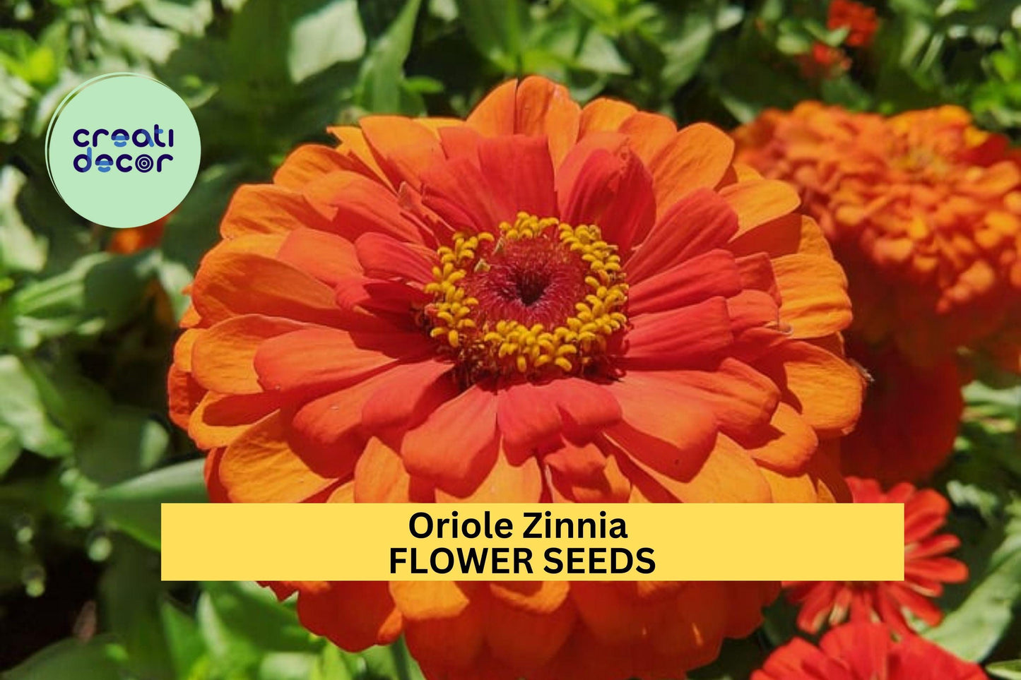 100+ Oriole Zinnia Seeds – Bright Orange Blooms for Garden Planting, Bold Annuals for Borders, Pollinator Beds & Cut Flowers – USA