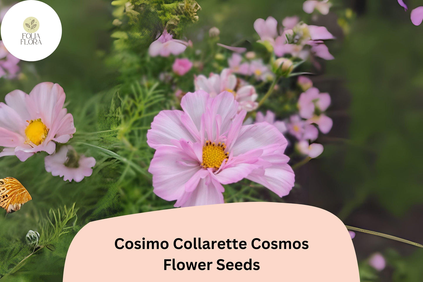 200+ Cosimo Collarette Cosmos Seeds | Cosmos Bipinnatus Unique Collarette Blooms Annual Flowers