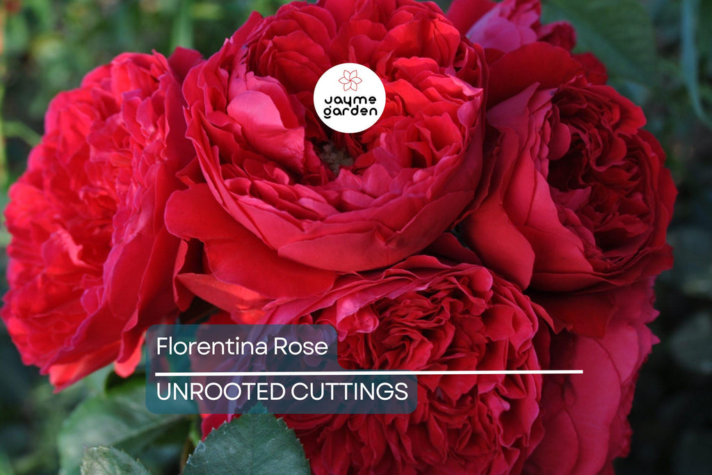 Super Rare Florentina Rose - 3 Fresh Cuttings for Rooting or Grafting - Climbing Rose Variety