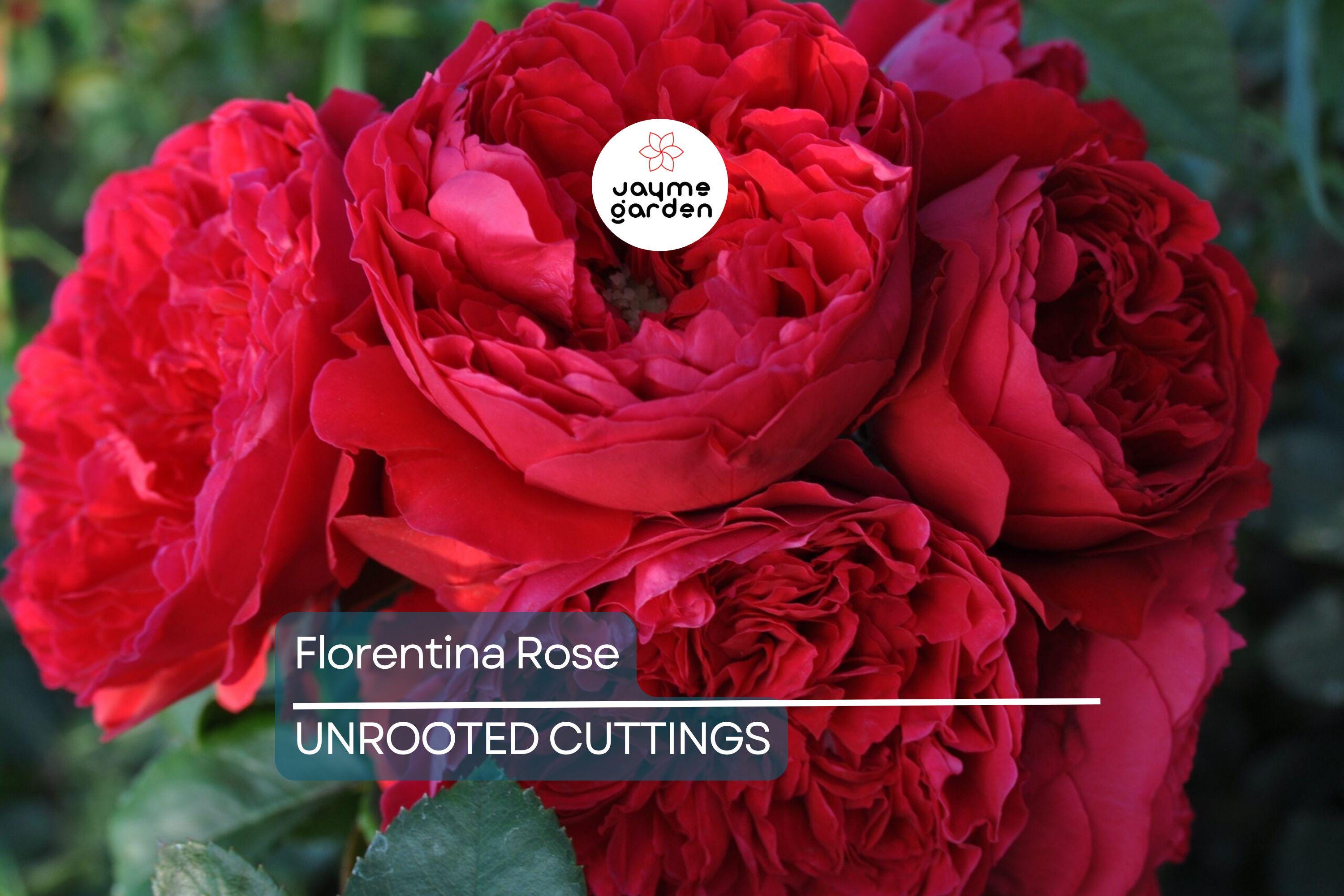 Super Rare Florentina Rose - 3 Fresh Cuttings for Rooting or Grafting - Climbing Rose Variety