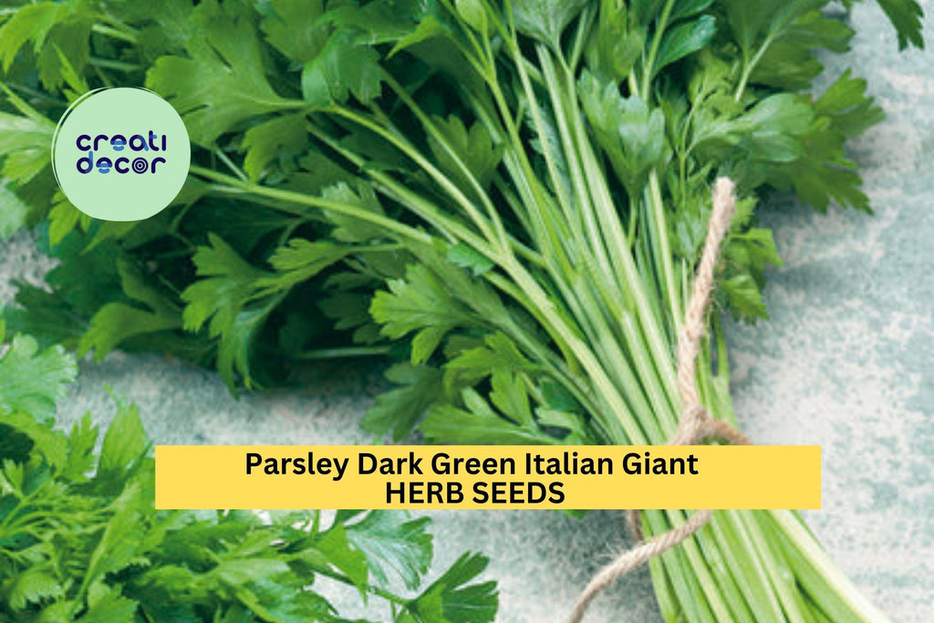 3pcs of 1g Italian Giant Parsley Seeds – Dark Green Leaves, Heirloom Herb for Garden, Pots, and Culinary Use Seeds for Planting