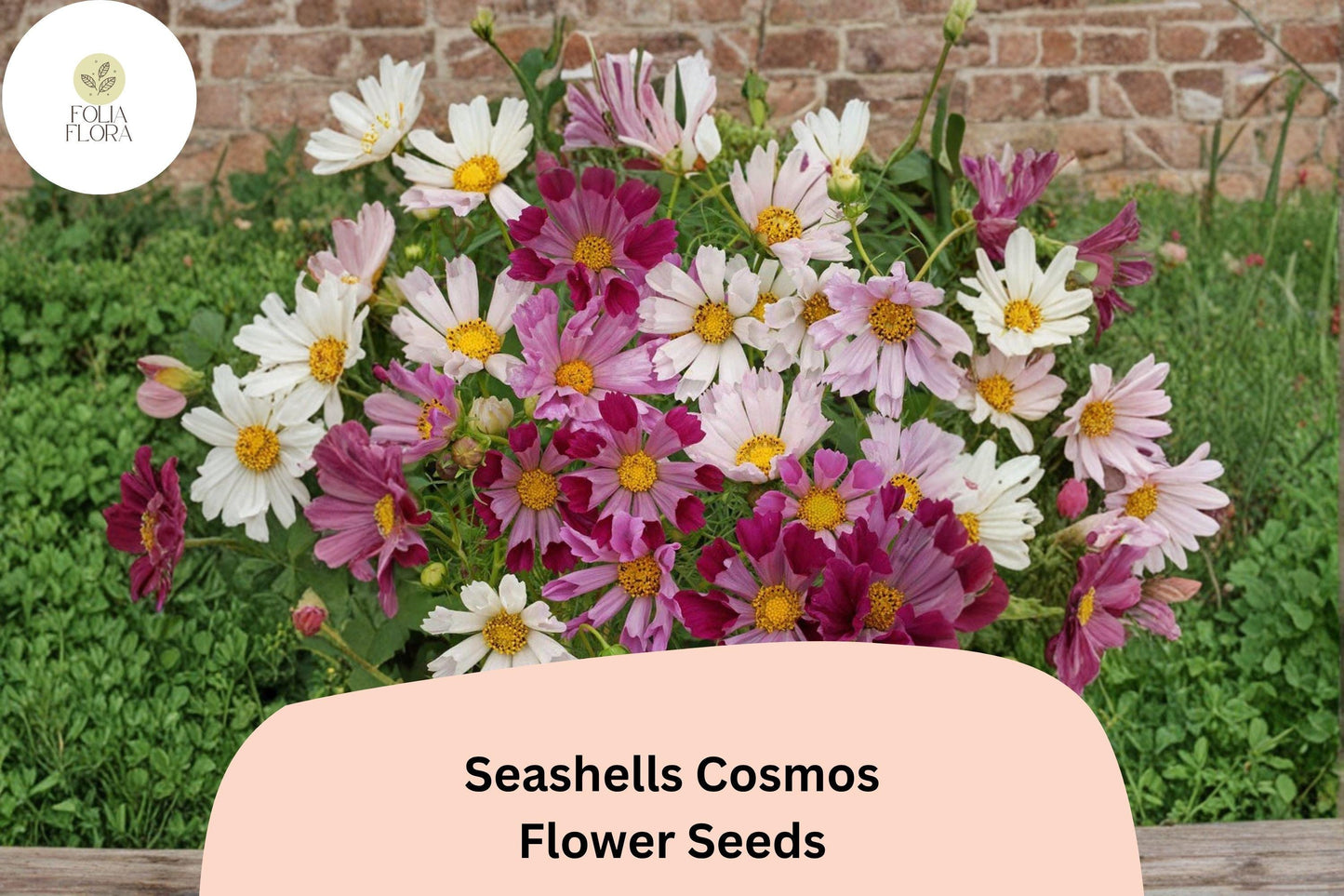 200+ Seashells Cosmos Seeds | Cosmos Bipinnatus Fluted Pink & White Blooms | Annual Garden Flower Seeds for Planting