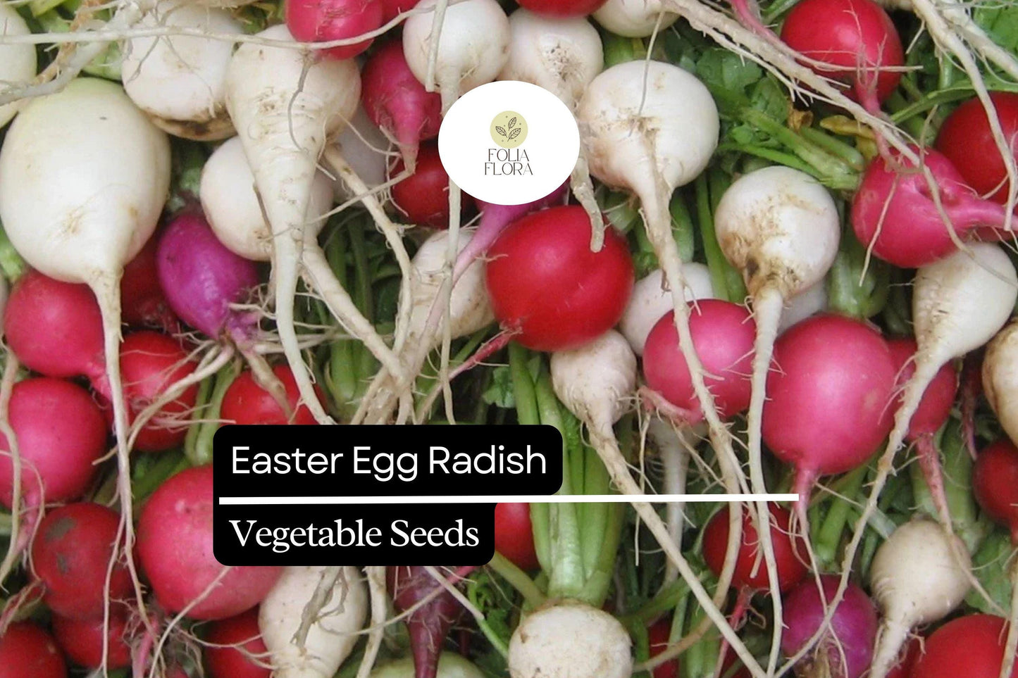 200 Seeds Easter Egg Radish (Raphanus sativus) – Colorful Blend, Crisp & Mild