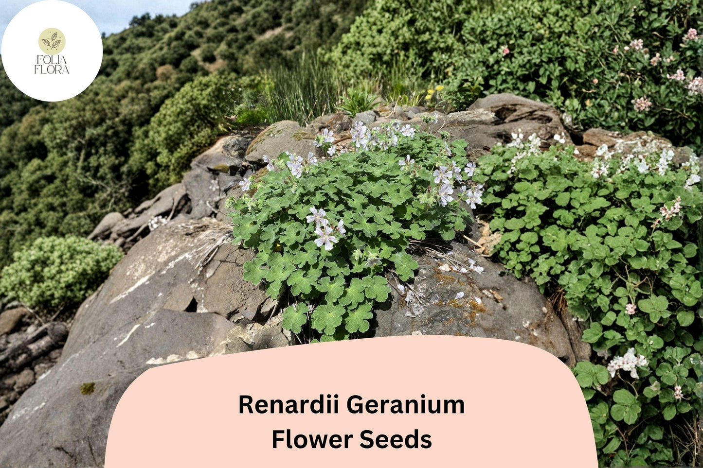 25+ Renardii Geranium Seeds | Hardy Perennial Cranesbill | Geranium renardii Seeds for Garden Borders & Rock Gardens