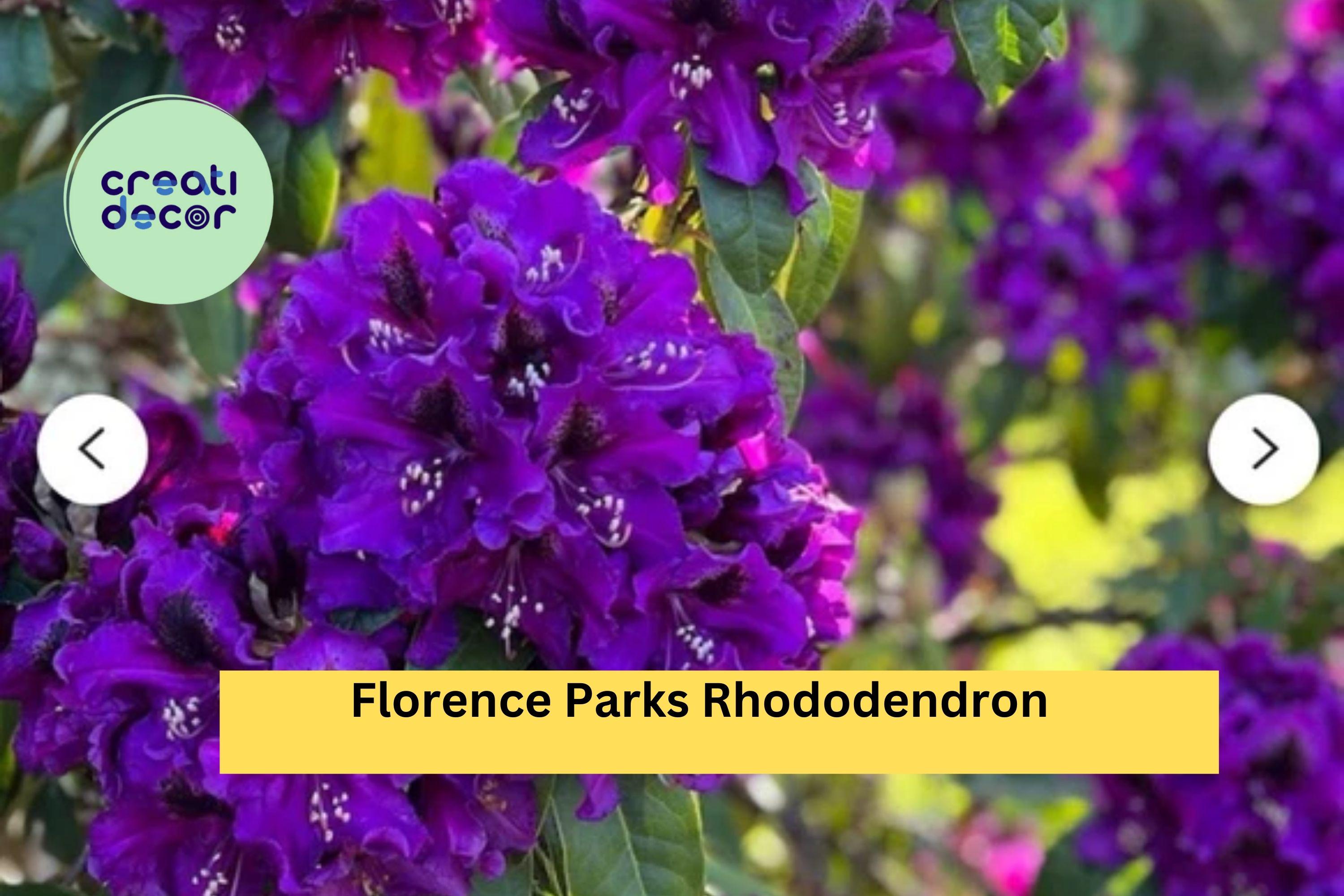 Rhododendron ‘Florence Parks’ | Live Rooted Starter Plant | Evergreen Shrub with Purple Spring Blooms