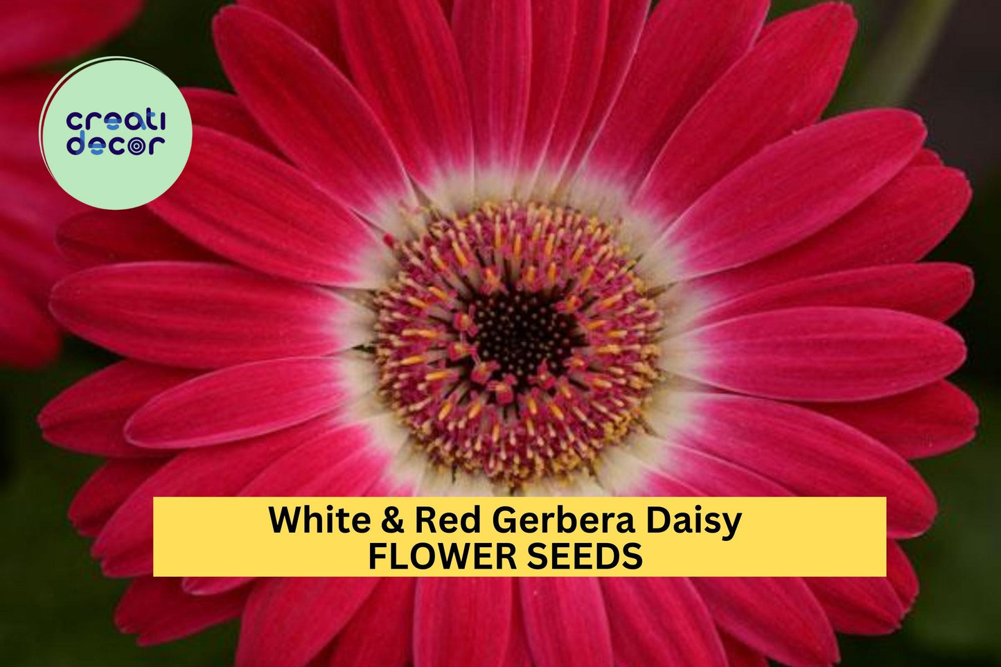200+ White & Red Gerbera Daisy Seeds – Bold Two-Tone Blooms for Garden Planting, Long-Stemmed Flowers for Beds and Bouquets