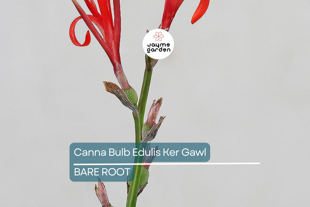 1 Canna Bulb Edulis Ker Gawl - Bare Root Live Plant - Ready to Plant, Tropical Ornamental Plant
