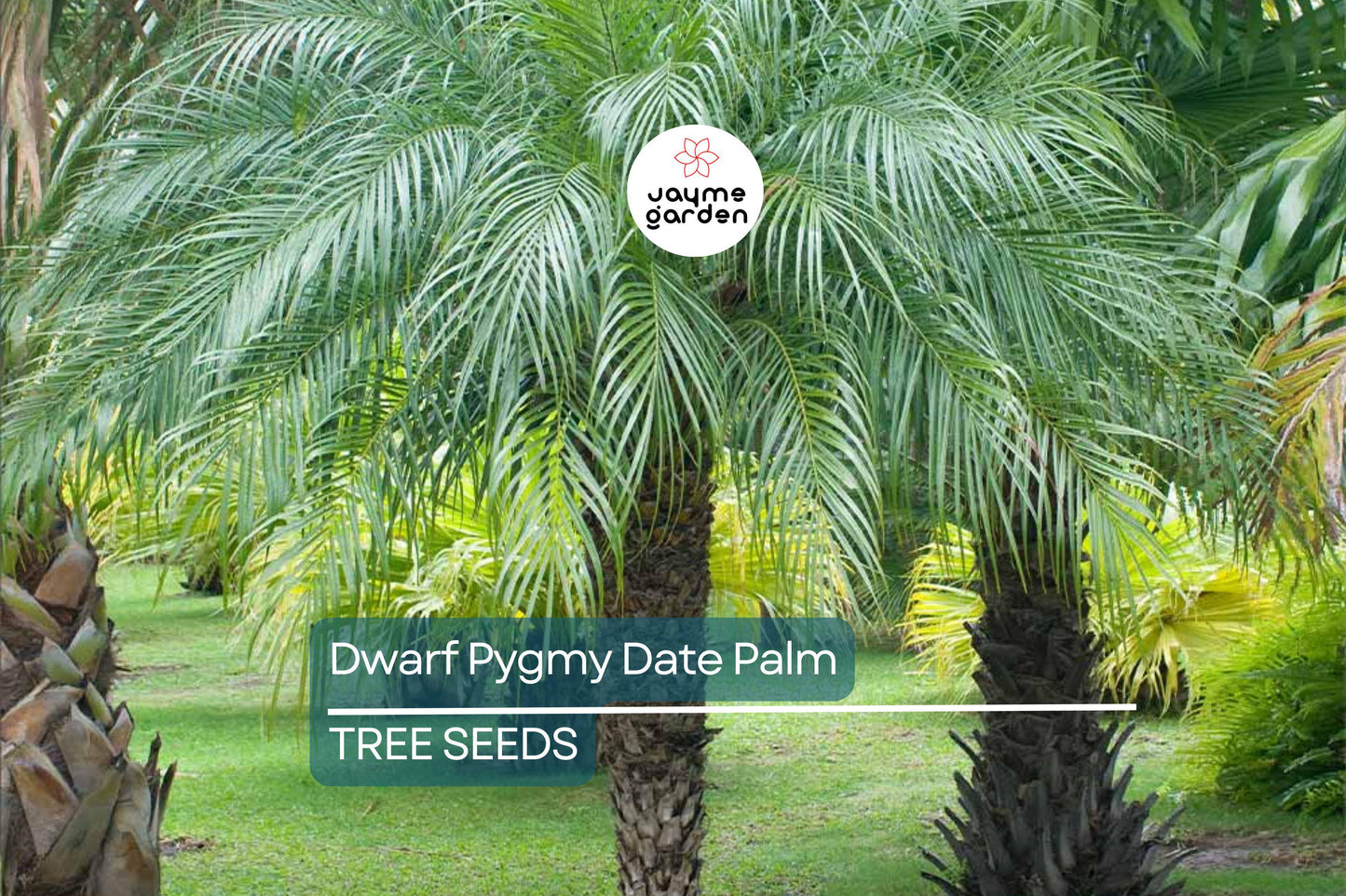 10 Dwarf Pygmy Date Palm Seeds – Phoenix roebelinii, Indoor Houseplant, 6 ft Tall, Subtropical Palm, Great for Containers & Landscaping