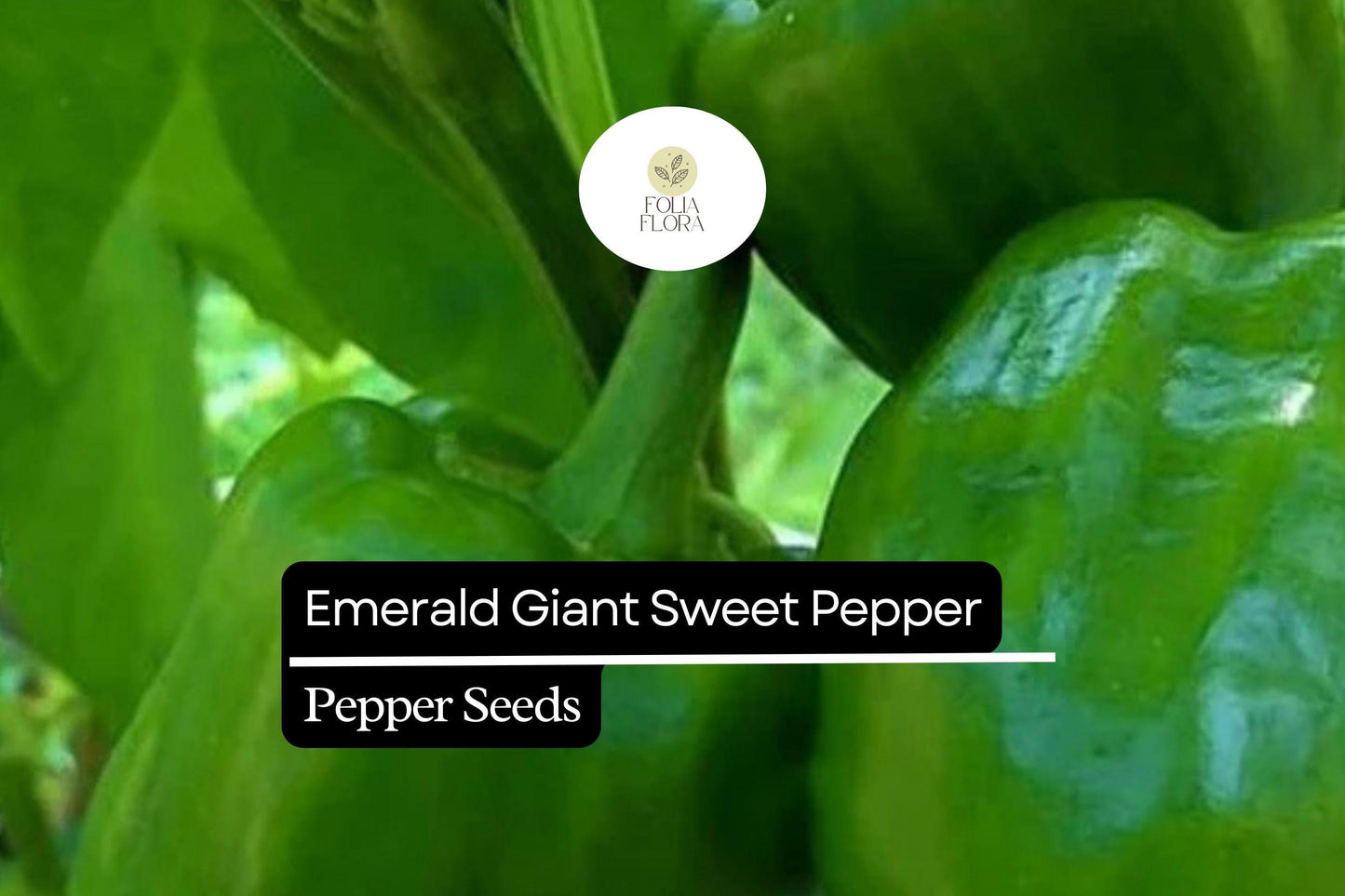 25 Emerald Giant Sweet Pepper Seeds – Capsicum annuum – Heirloom Bell Pepper, Large Green Fruits, Non-GMO, Sweet & Crisp