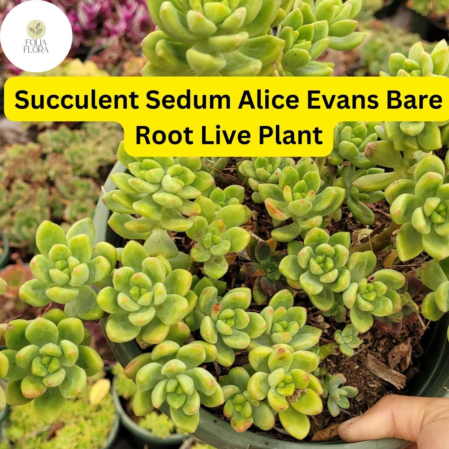 3 Bare Root Live Plants Succulent Sedum 'Alice Evans' | Stonecrop Variety, Easy Care, Drought-Tolerant, Ideal for Home & Garden