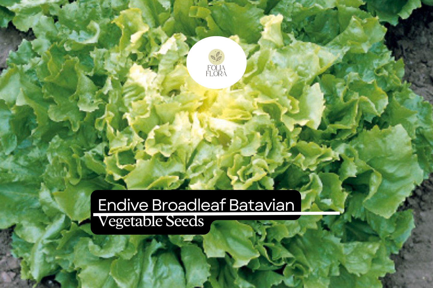 1g Endive Broadleaf Batavian Seeds Cichorium endivia | Heirloom Salad Green, Mild Flavor, Cold Hardy, Easy to Grow