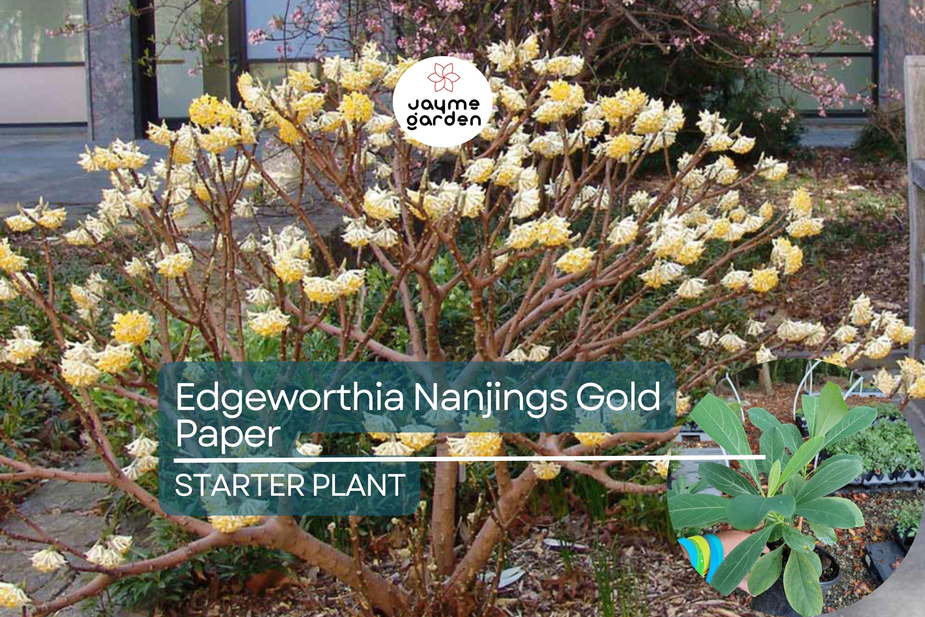 Edgeworthia Winter Gold / Snow Cream Paper Bush | Live Starter Plant | Fragrant Yellow Blooms | Shade Garden Shrub | Zones 7-9