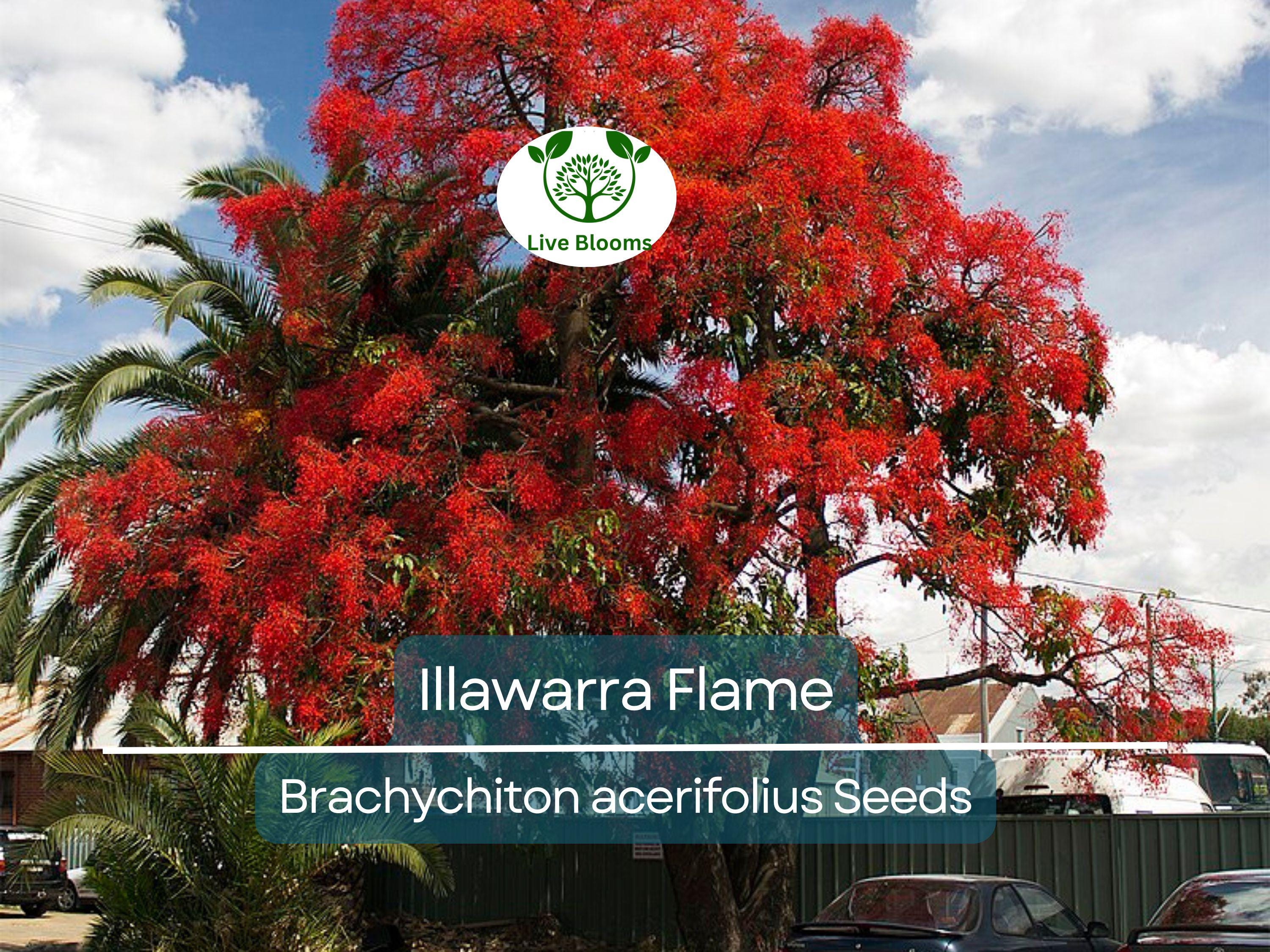10 Illawarra Flame Seeds | Brachychiton acerifolius | Red Flowered Bottle Tree | Unique Australian Tree | Exotic, Vibrant Landscaping Plant