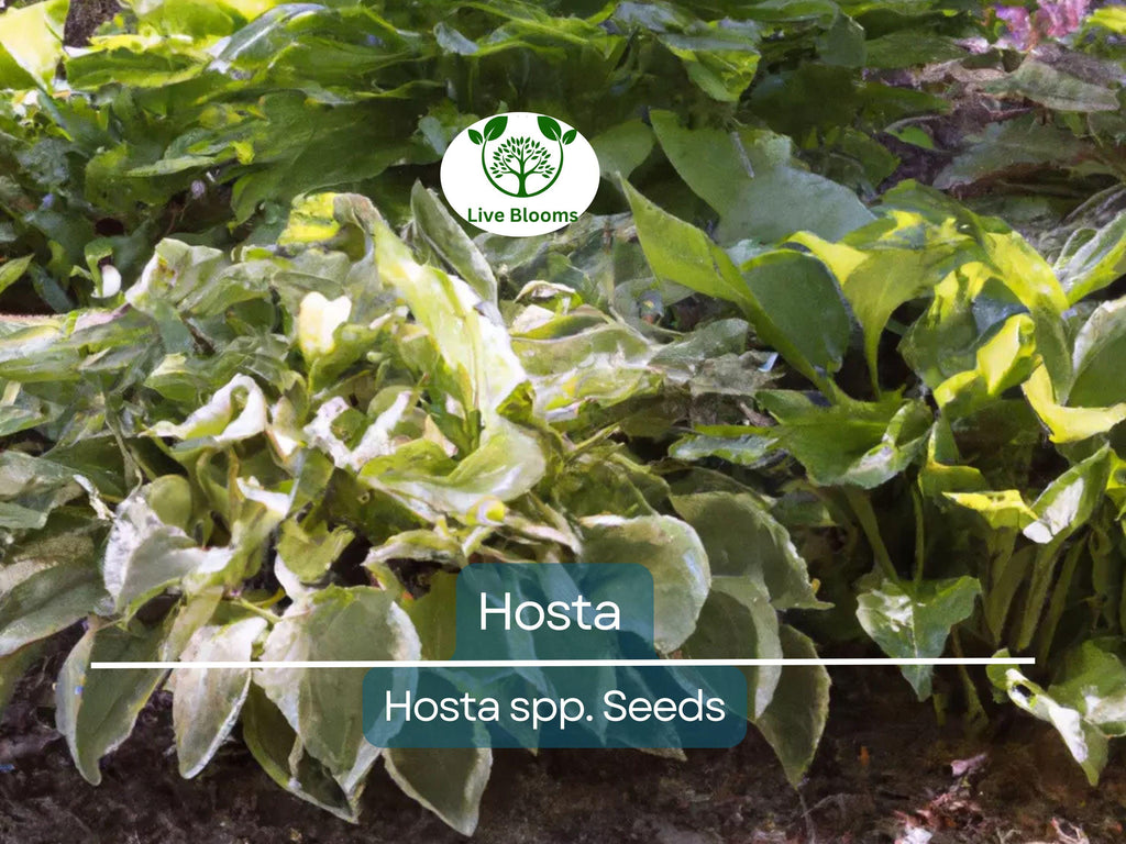 50 Hosta Seeds Mix - A Variety of Colors and Species, Perennial Shade Plant, Low Maintenance, Hardy Garden Starter, Decorative Foliage