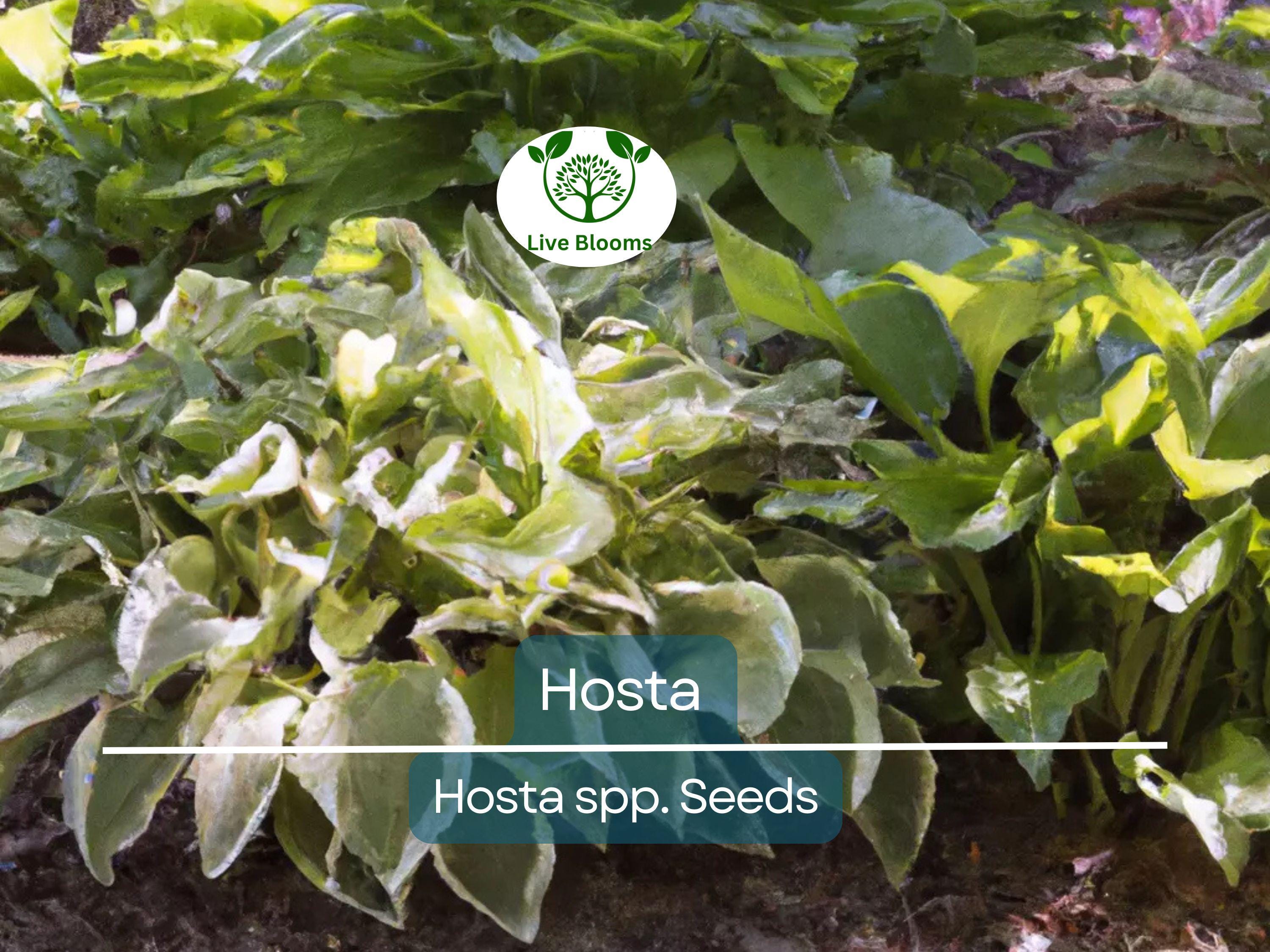 50 Hosta Seeds Mix - A Variety of Colors and Species, Perennial Shade Plant, Low Maintenance, Hardy Garden Starter, Decorative Foliage