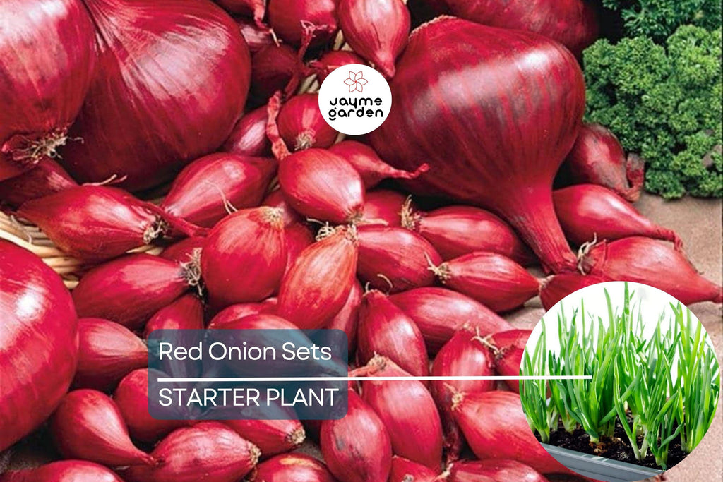 Red Onion Sets - 8 oz. (40-60 Bulbs) | Naturally Grown, Non-GMO | Red Baron Variety | Long-Day, Storage Onion |