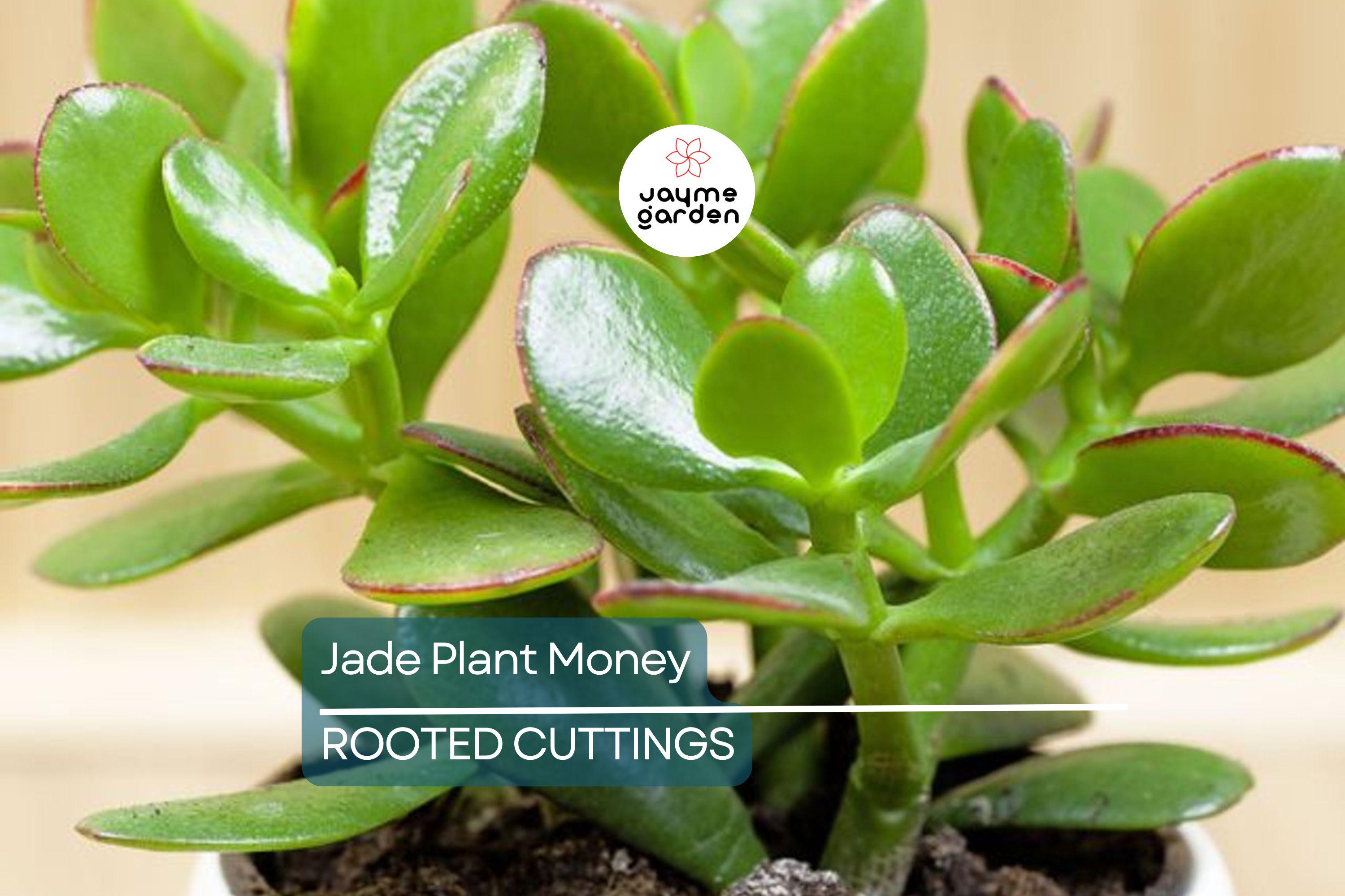 2 Rooted Jade Plants – Money Plant – Live Succulent Crassula Argentea – Easy to Grow – No Pot – Ready to Plant