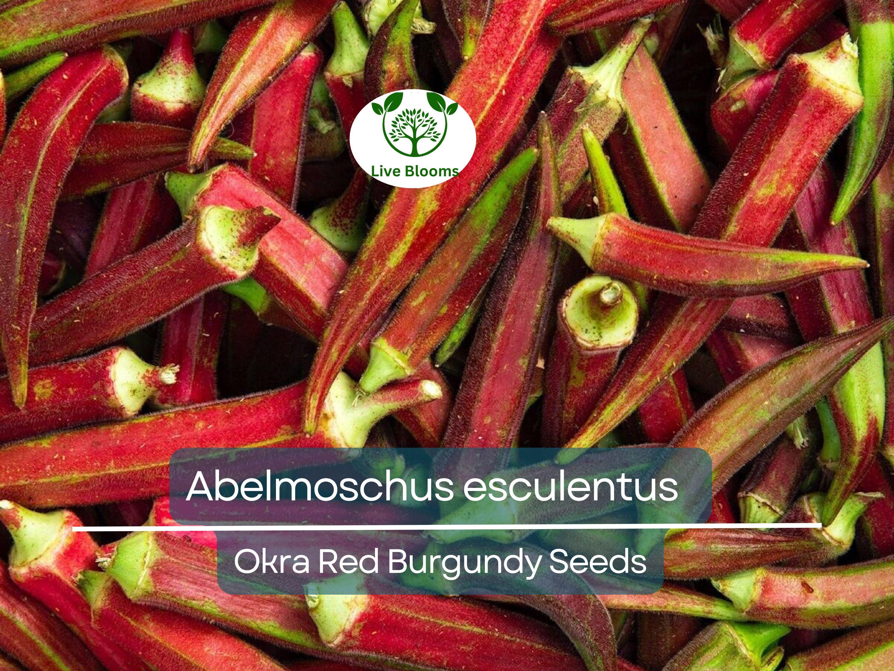 15 Seeds Okra Red Burgundy for Planting (Abelmoschus esculentus) - Vibrant, Red Okra for Home Gardens, Unique, Heat-Tolerant, High Yield