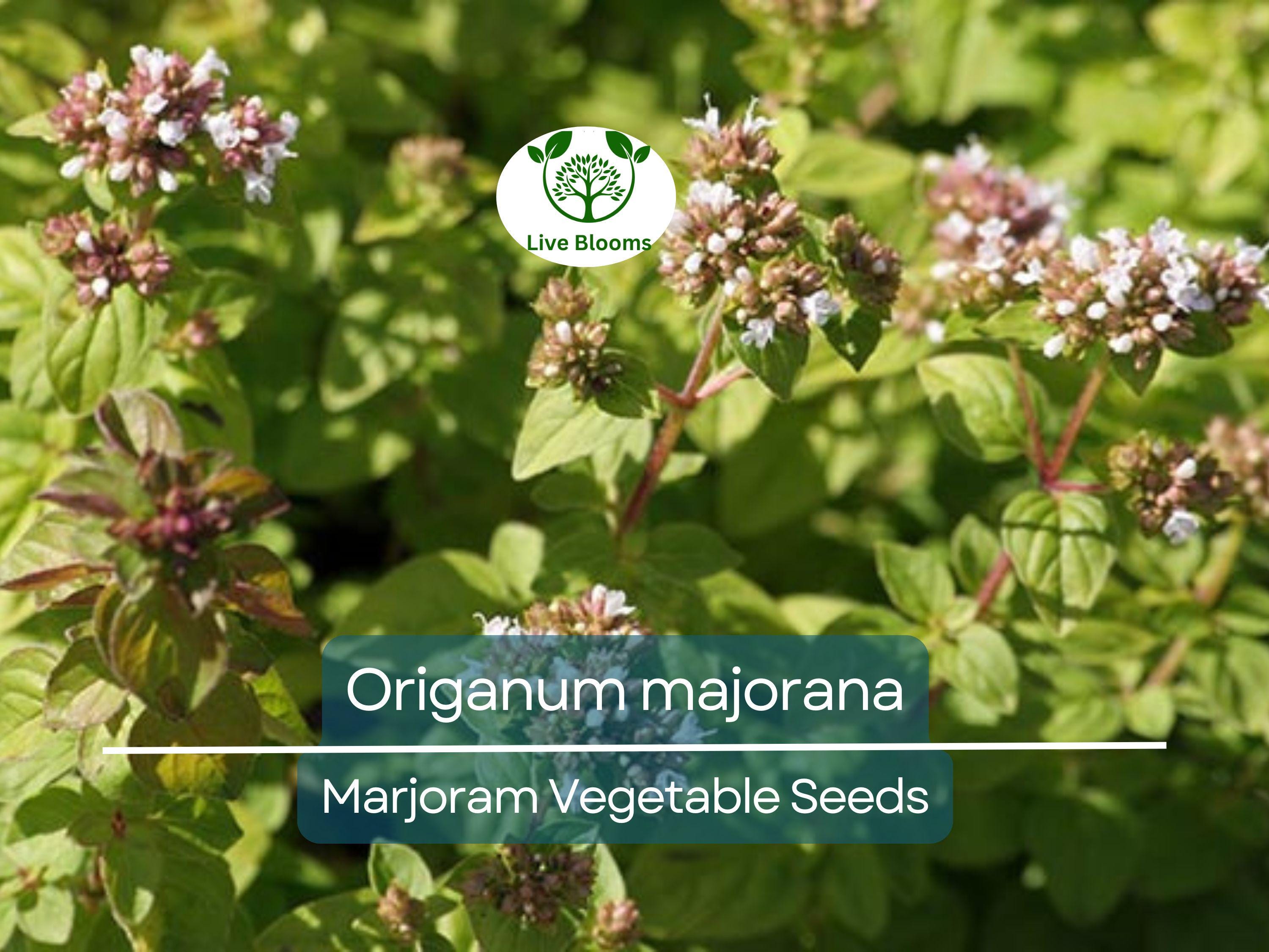 400 Seeds Marjoram (Origanum majorana) – Non-GMO, Aromatic Herb, Perfect for Garden & Culinary Use, Easy to Grow, Organic Herb Planting