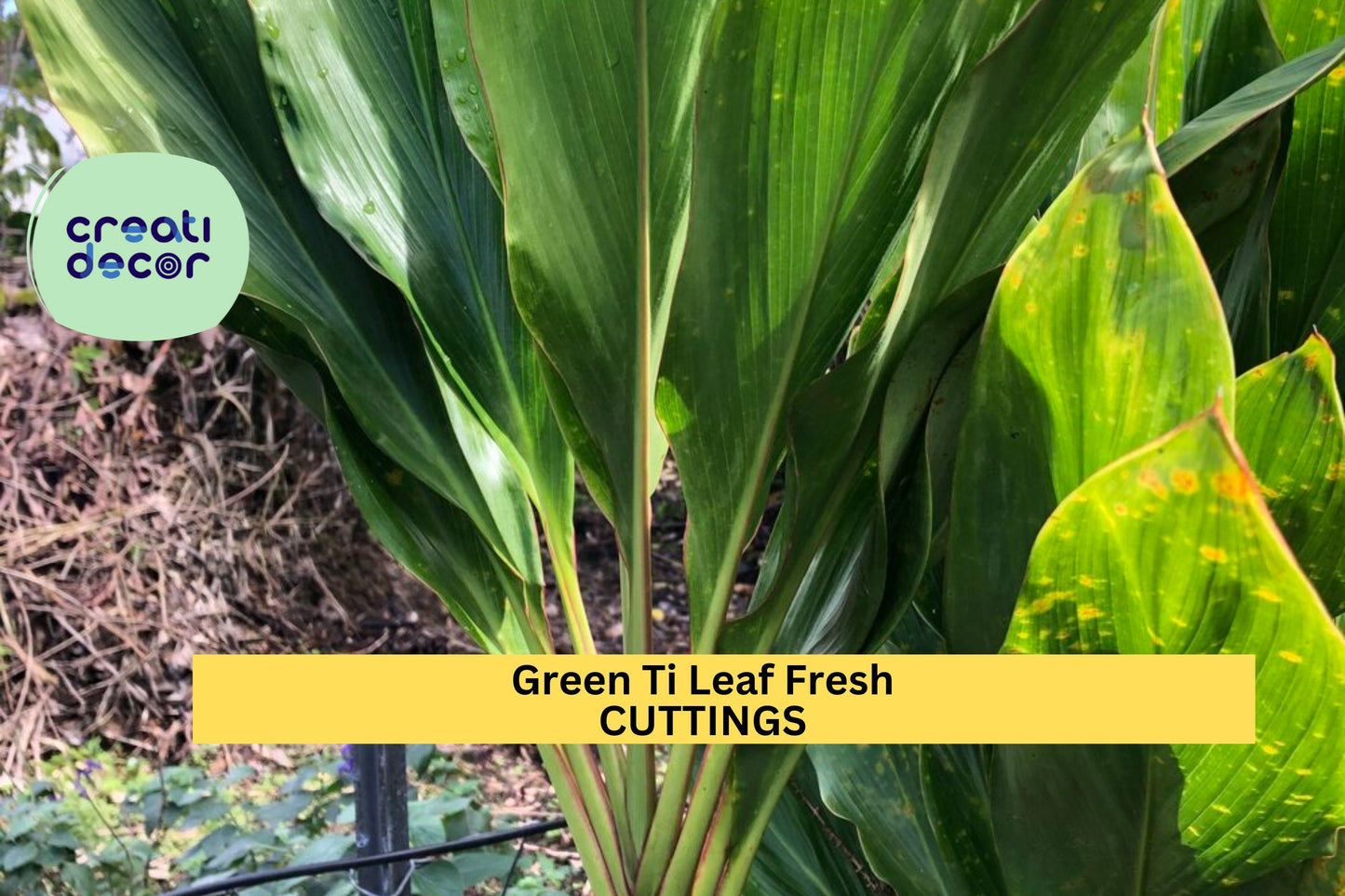 10 Hawaiian Green Ti Leaf Cuttings – 6" Starter Logs | Cordyline fruticosa Stems for Tropical Landscaping, Potted Plants, or Borders
