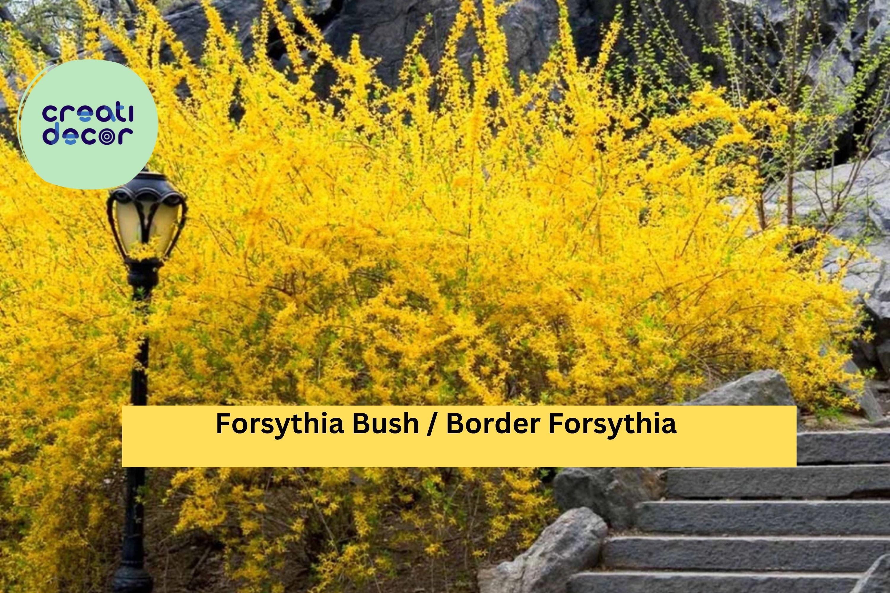 Forsythia Live Bush – 10–12 Inch Bare Root Plants (1–2 Years Old), Yellow Spring Flowering Shrub, Hardy Landscape Plant Zones 4–9