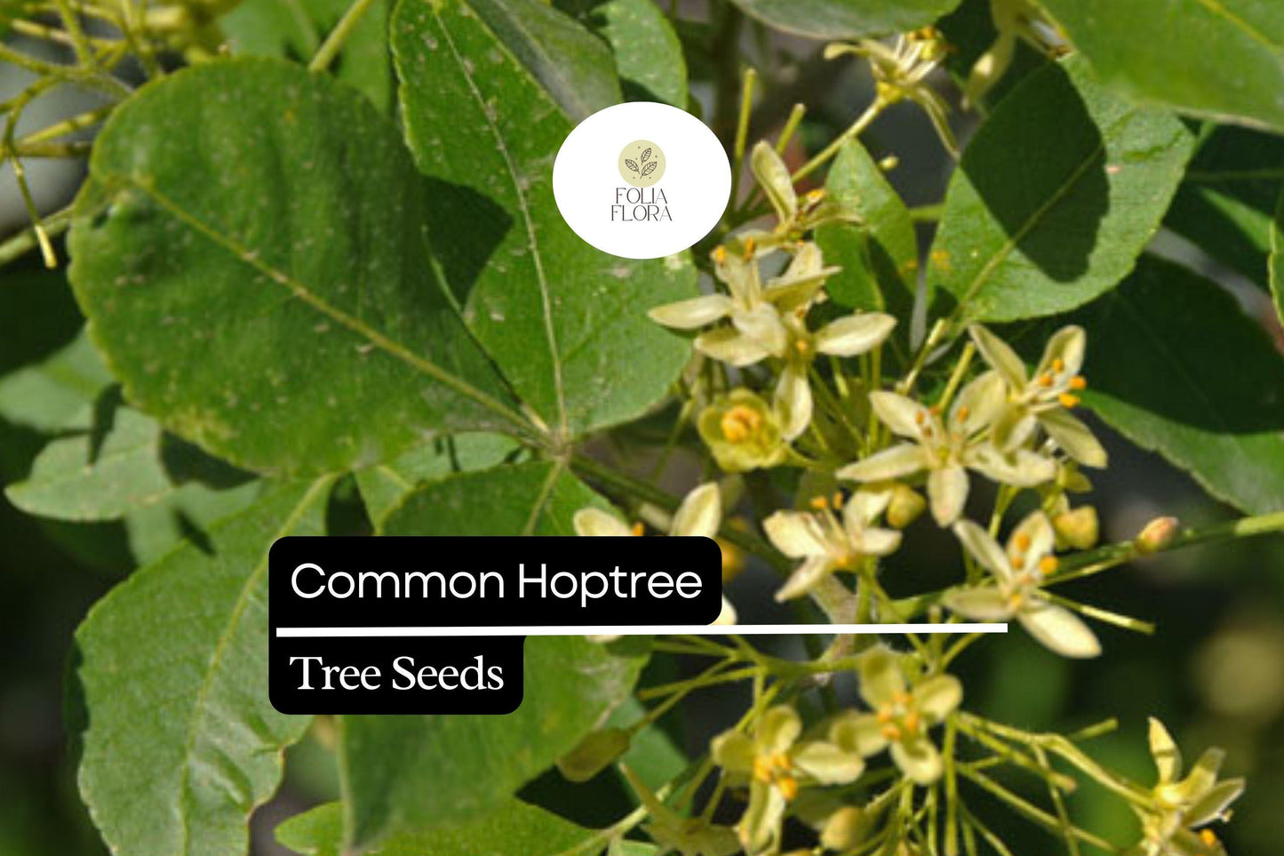 Common Hoptree Seeds (5) | Ptelea trifoliata | Hardy Native Shrub Tree | Pollinator Friendly | Aromatic Leaves