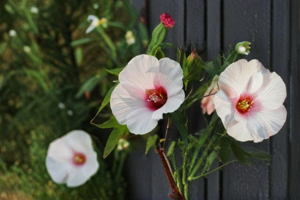 Rose Mallow – Hibiscus militaris 20 Seeds | Native Hardy Hibiscus | Large Pink Blooms | Wetland Perennial