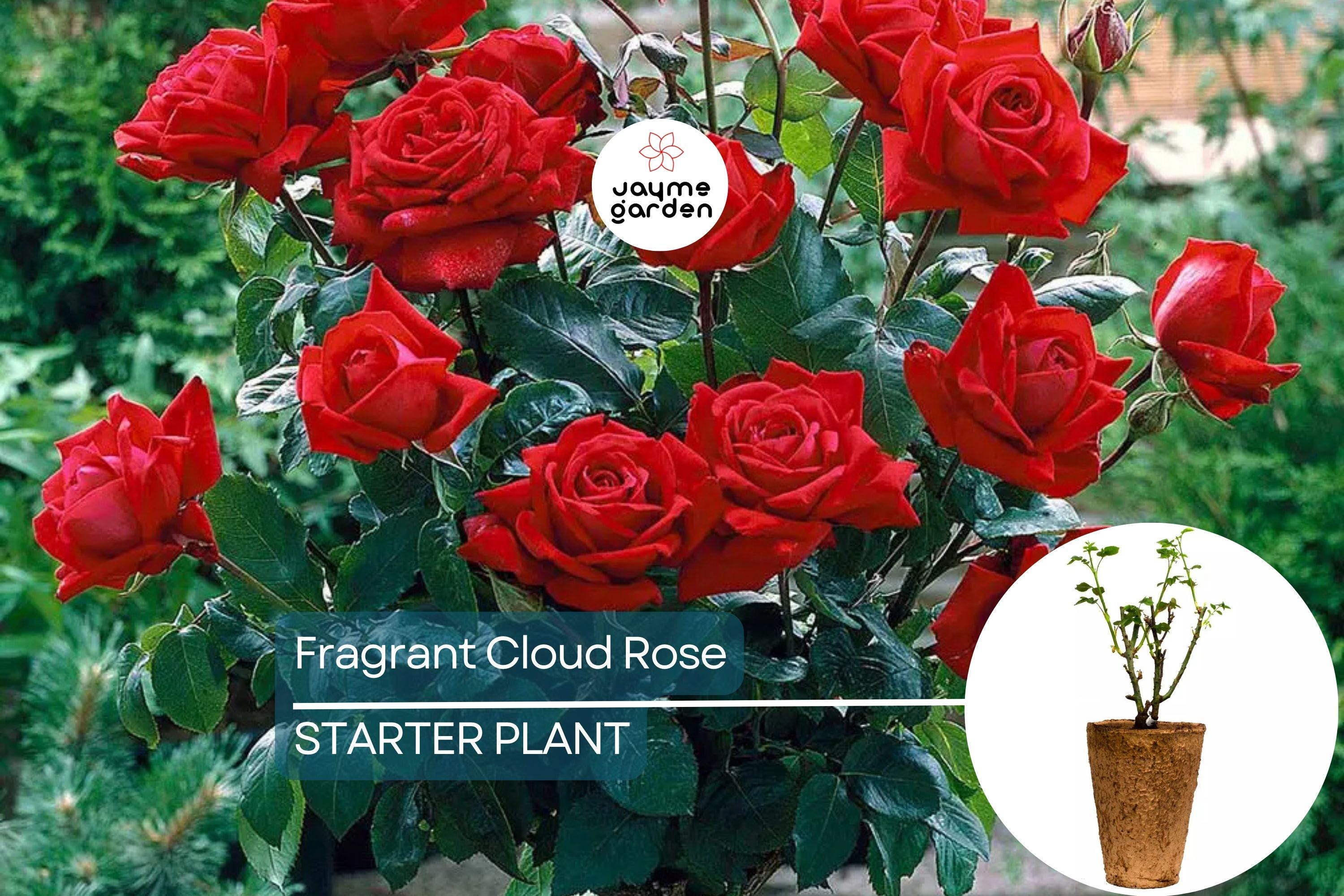 Fragrant Cloud Rose Plant - 1.5 Gal Hybrid Tea | Large Coral Red Flowers | Strong Honey Fragrance | 5” Blooms |