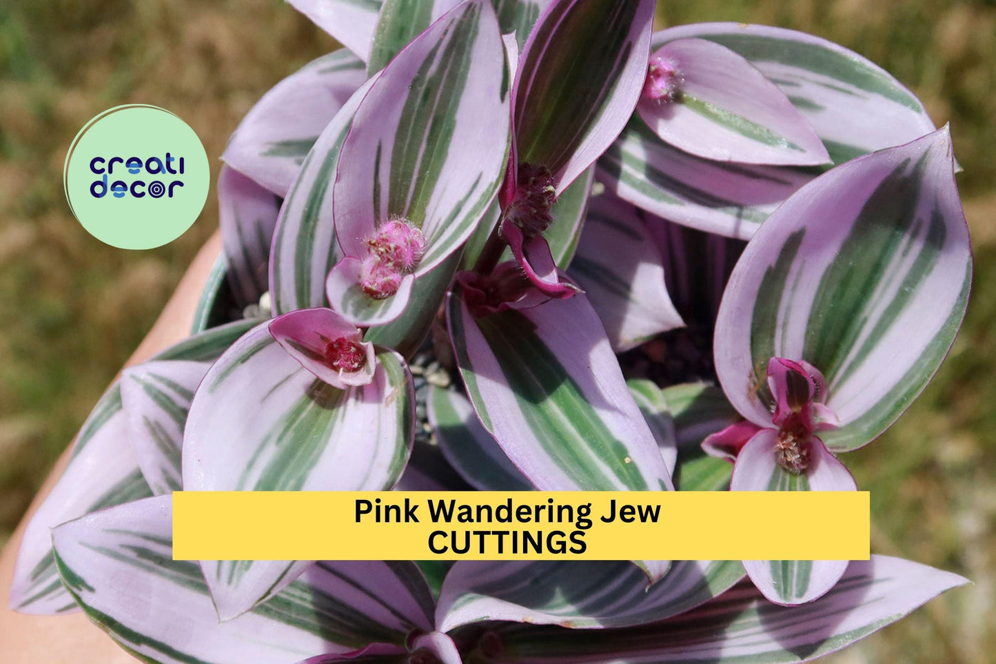 5 Tradescantia Nanouk Cuttings – Rare Pink Wandering Jew | Colorful Unrooted Stems for Pots, Propagation, or Hanging Houseplants
