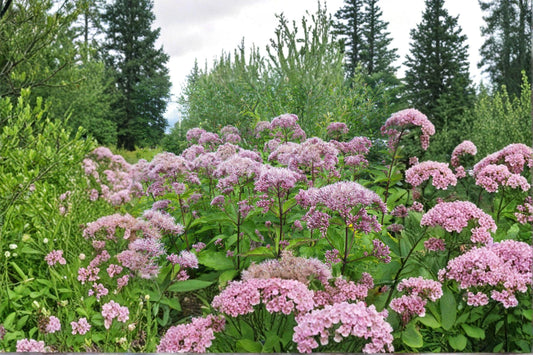 Eutrochium fistulosum – Hollow Joe Pye Weed / Trumpetweed / Purple Thoroughwort | 100 Seeds | Native Pollinator Wildflower