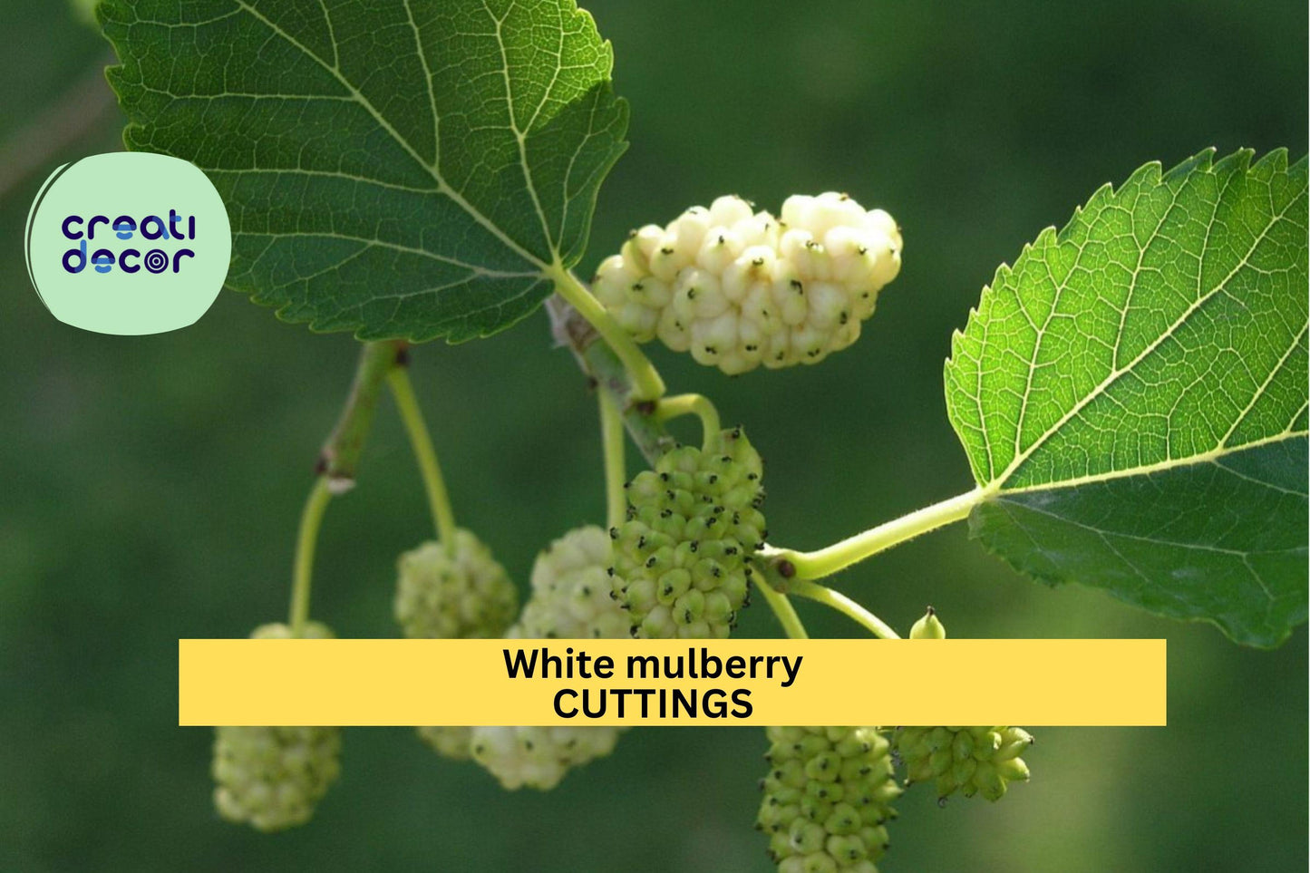15 White Mulberry Cuttings | Morus Alba Organic Starter Wood | 6–8" Cuttings | Cold Hardy Fruit Tree | Sweet Berries
