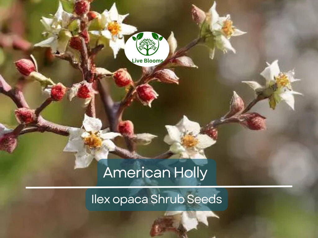 30 American Holly Bush Seeds (Ilex opaca), Hardy Shrub, Evergreen Tree, Perfect for Hedges, Privacy Screens, & Landscaping, Winter Interest