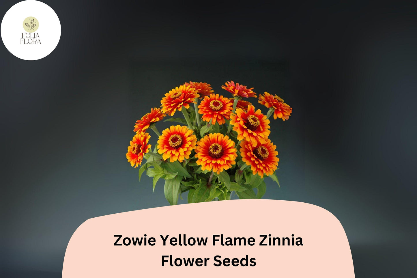 100+ Zowie Yellow Flame Zinnia Seeds – Bold Bi-Color Blooms for Garden Planting, Beds & Cut Flowers