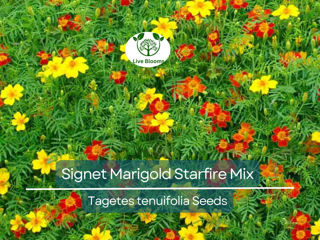 200 Seeds Signet Marigold Starfire Mix, 12" Beneficial Flower, Non-GMO, Vibrant Garden Blooms, Perfect for Cutting Garden, Easy to Grow