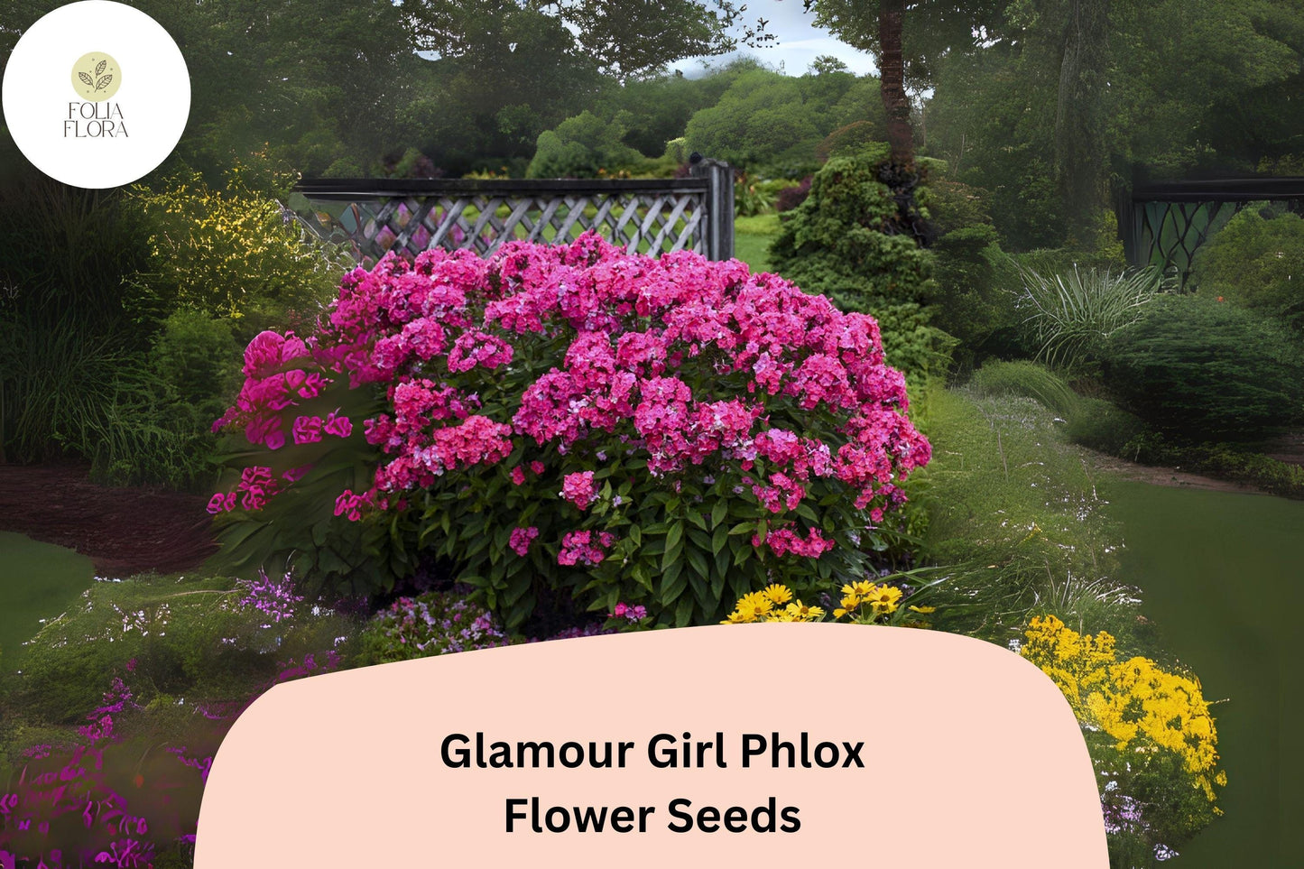 100+ Glamour Girl Phlox Seeds – Tall Perennial Garden Flower Seeds, Phlox paniculata