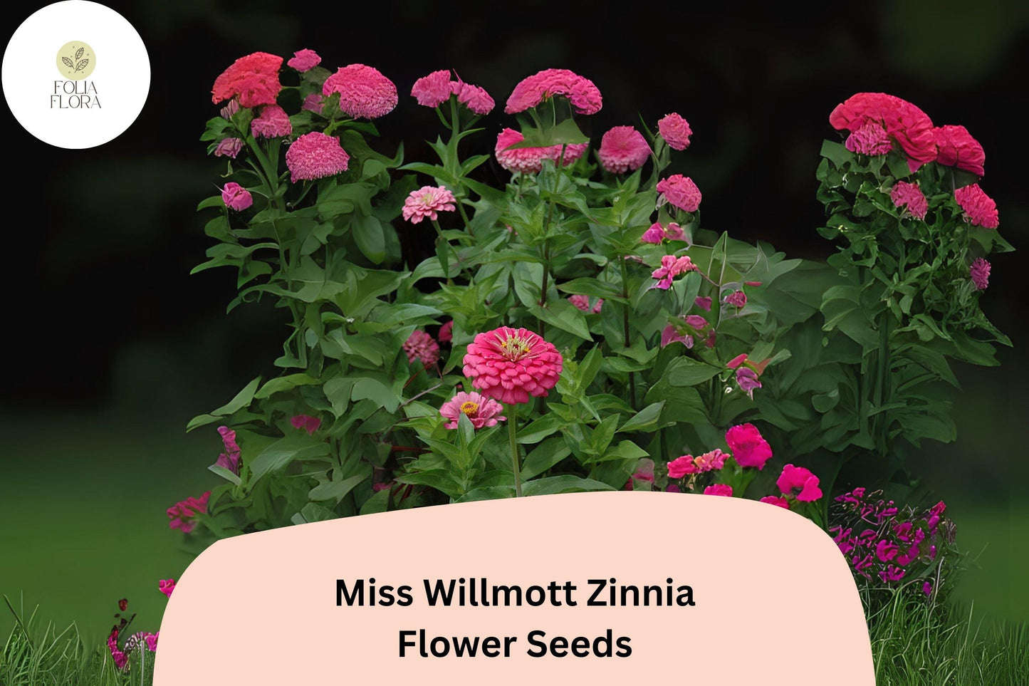 Miss Willmott Zinnia Seeds – 100+ Salmon-Pink Annual Garden Flowers for Planting