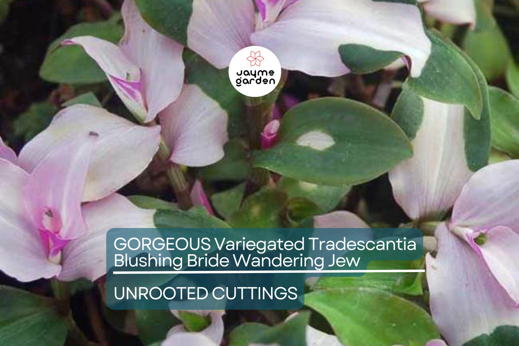 3 Variegated Tradescantia Blushing Bride Cuttings | Gorgeous Wandering Jew | Easy to Grow | Colorful Foliage