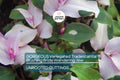 3 Variegated Tradescantia Blushing Bride Cuttings | Gorgeous Wandering Jew | Easy to Grow | Colorful Foliage