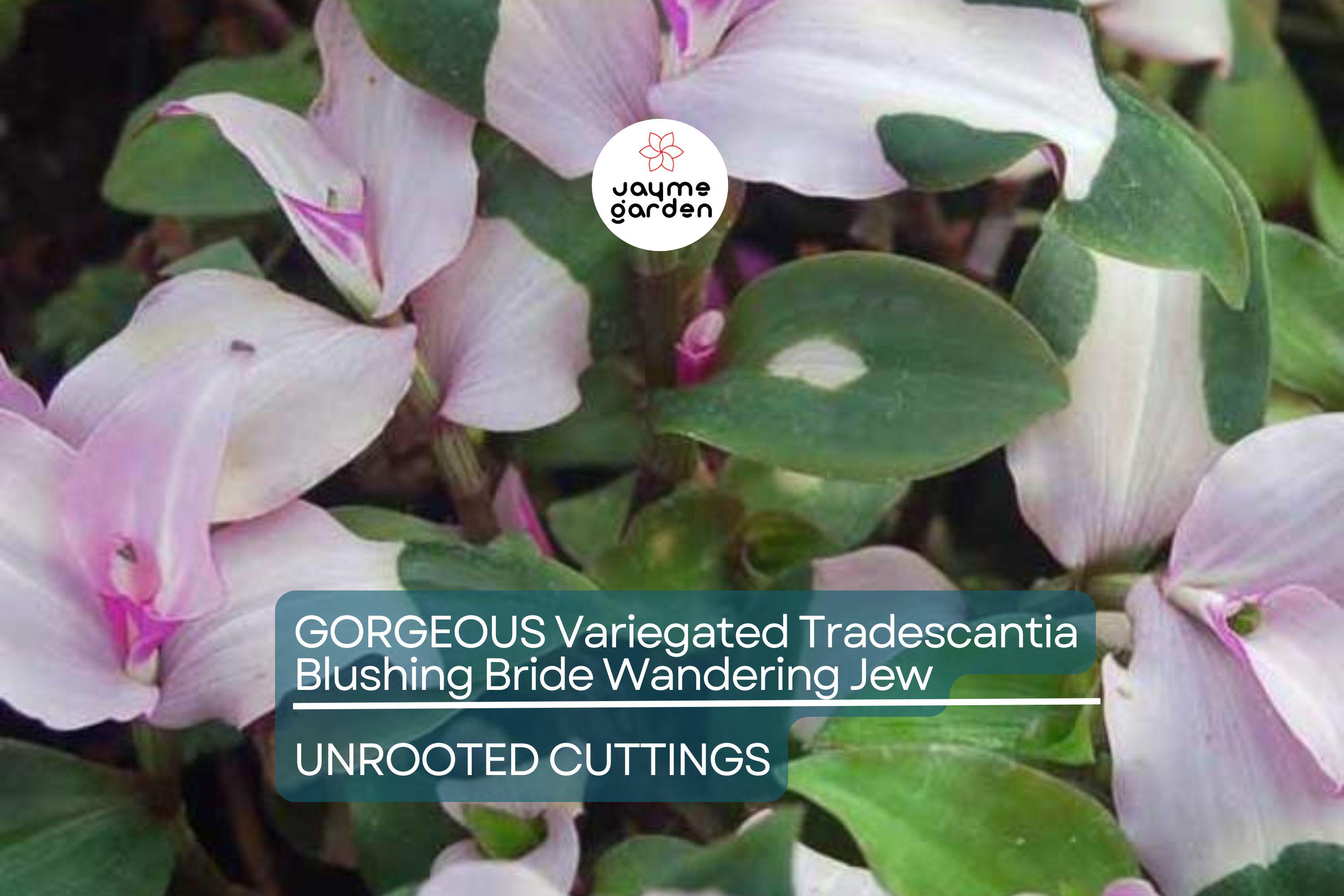 3 Variegated Tradescantia Blushing Bride Cuttings | Gorgeous Wandering Jew | Easy to Grow | Colorful Foliage