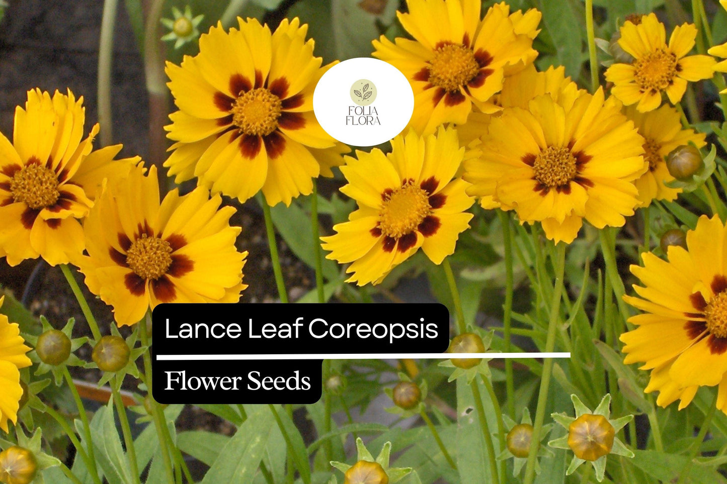 Lance Leaf Coreopsis Seeds (Coreopsis lanceolata) | 25 Seeds | Bright Yellow Perennial Wildflower for Pollinators