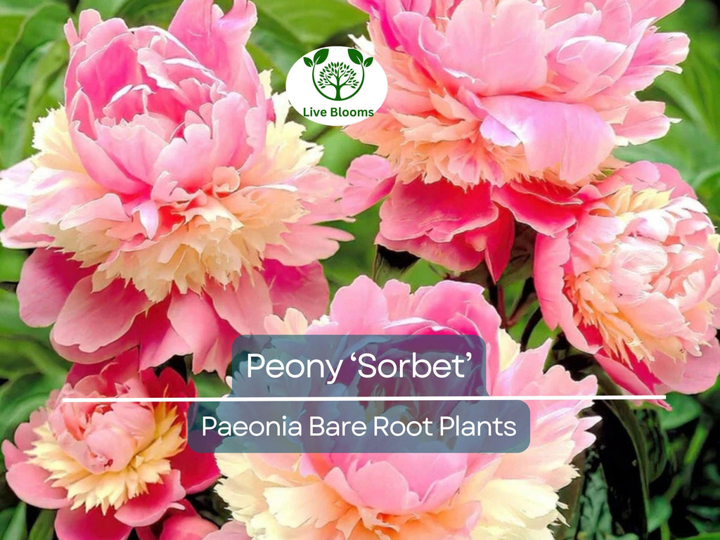 1 Peony ‘Sorbet’ – Bare Root Plant – Organic Grown Perennial with Big, Beautiful Double Blooms – Fragrant & Easy-Care