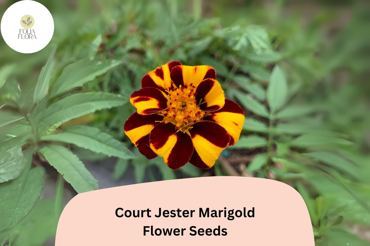 25+ Court Jester Marigold Seeds | Unique Striped French Marigold | Heirloom Flower Seeds for Garden Planting