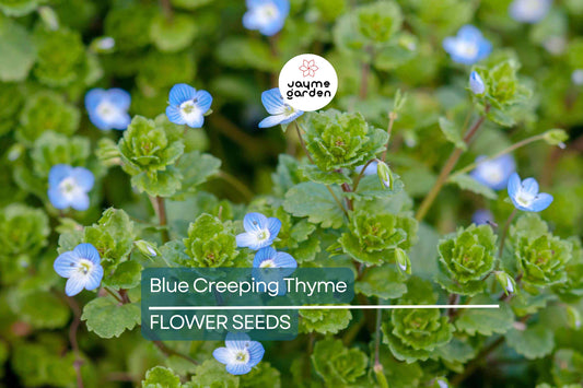 Blue Creeping Thyme Seeds - Non-GMO, Fragrant Ground Cover, Easy-Grow, Drought-Tolerant, Perfect for Rock Gardens, 300 Seeds
