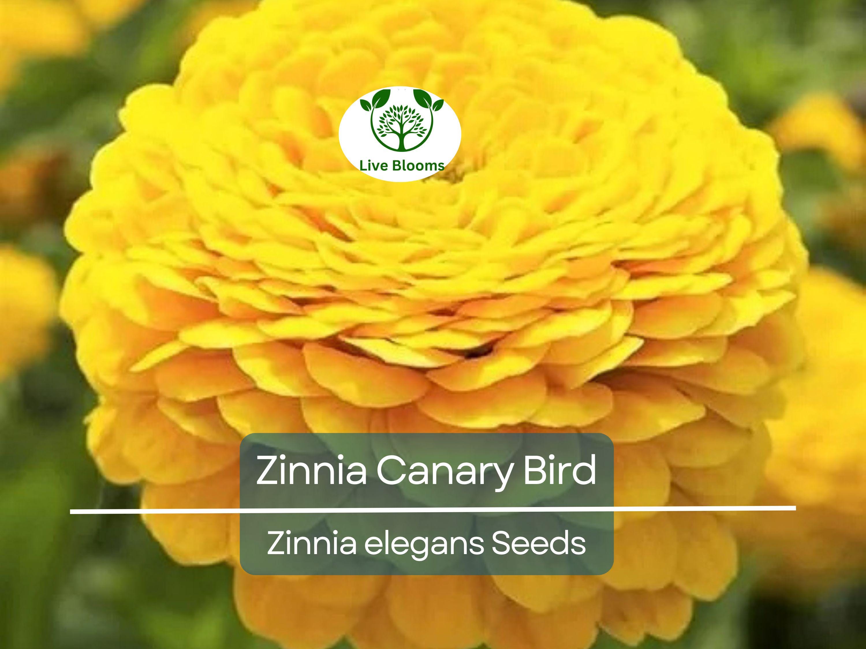 200 Seeds Zinnia Canary Bird Double Blooms - Non-GMO, Vibrant Cut Flowers, Attracts Butterflies, Easy to Grow, Long-Lasting Blooms