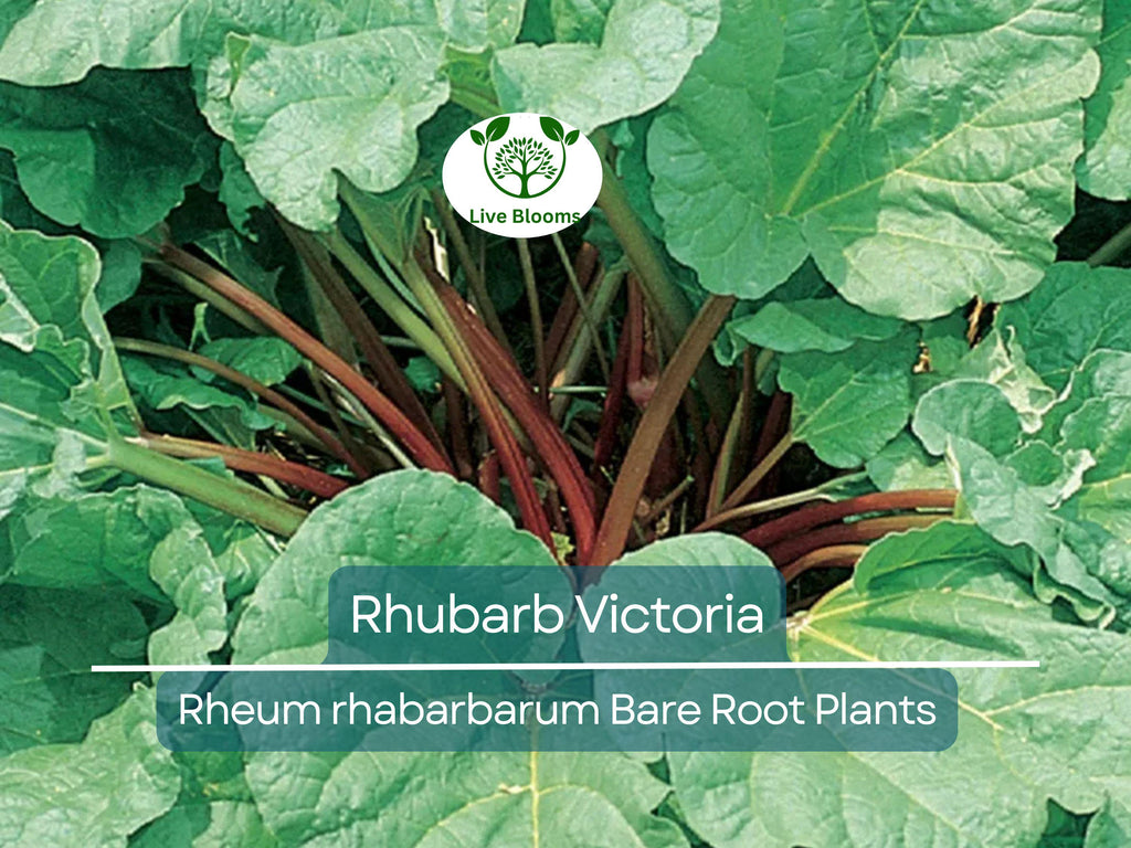 1 Rhubarb Victoria Bare Root Plant – Heirloom Perennial Vegetable for Garden – Easy to Grow, Tart Stalks, Organic Garden Favorite