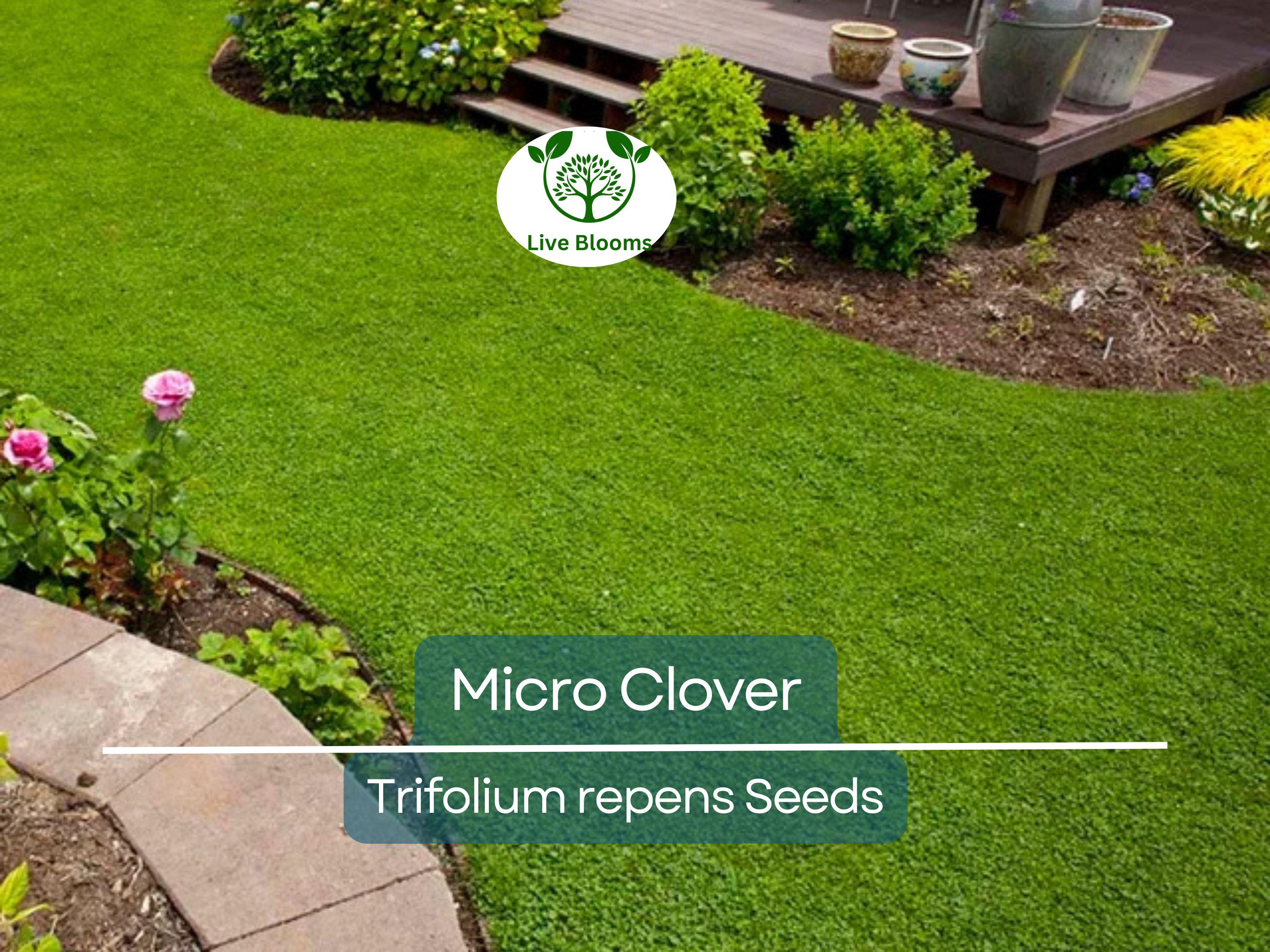 5000 Micro Clover Seeds, Non-GMO, Low-Maintenance Ground Cover, Lawn Alternative, Eco-Friendly, Perfect for Lawns & Gardens