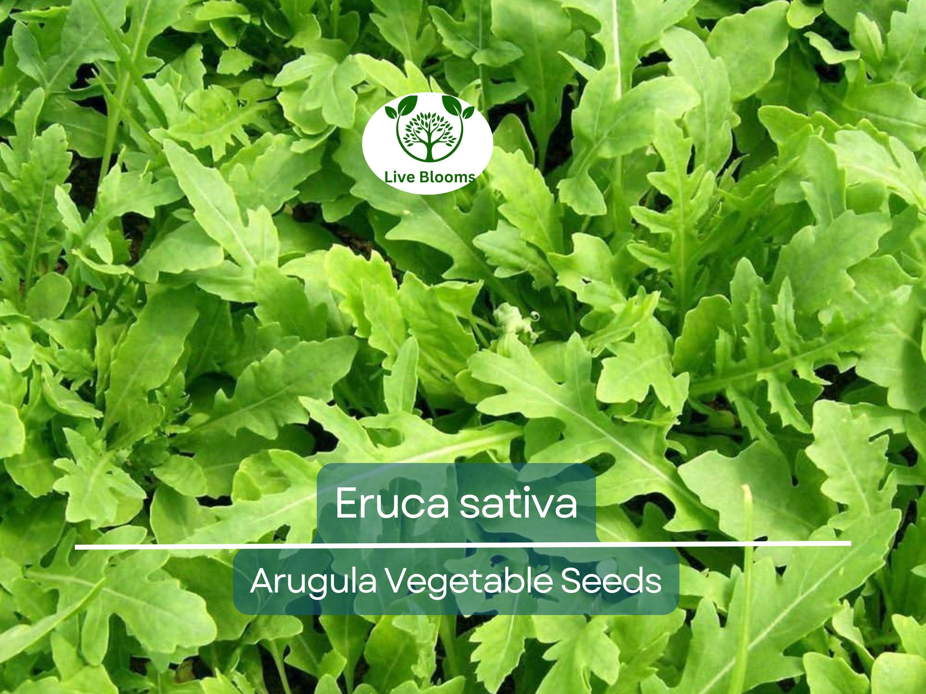 700 Seeds Arugula (Eruca sativa) – Non-GMO, Heirloom, Fast Growing, Perfect for Garden, Organic Planting, Great for Salads & Healthy Dishes